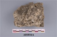 藏品(有孔蟲類化石)的圖片